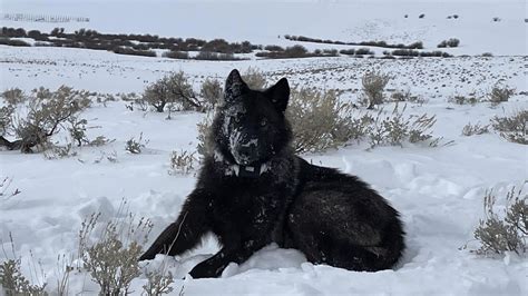 US judge to decide Friday if Colorado can reintroduce wolves over cattle industry objections